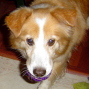 Blondie was adopted in November, 2009